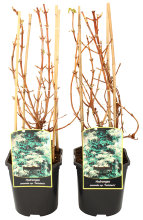 Klatrehortensia 'Hydrangea petiolaris' 17 cm